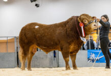 RONICK VAMPIRE TOPS STRONG COMMERCIAL TRADE AT THAINSTONE