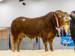 RONICK VAMPIRE TOPS STRONG COMMERCIAL TRADE AT THAINSTONE