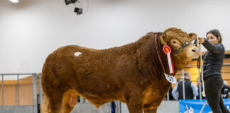 RONICK VAMPIRE TOPS STRONG COMMERCIAL TRADE AT THAINSTONE