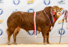 Thainstone Sale Catalogue February 2026