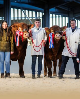 Limousin Carlisle February Sale Sets a New UK All-Breeds Record Average!