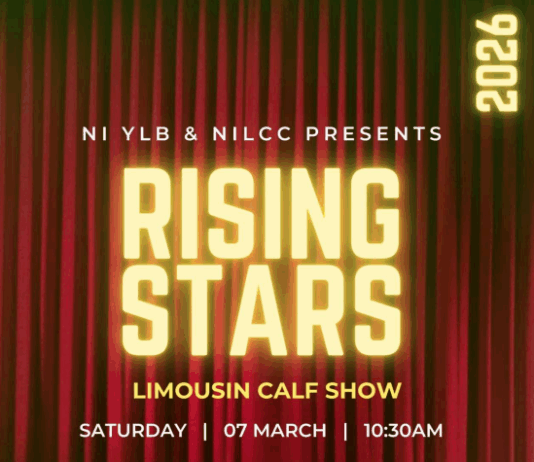 Rising Stars Limousin Calf Show