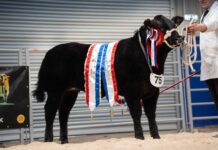 Rising Stars impress Scottish judges at Ballymena Limousin show