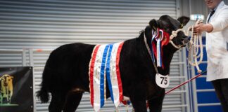 Rising Stars impress Scottish judges at Ballymena Limousin show
