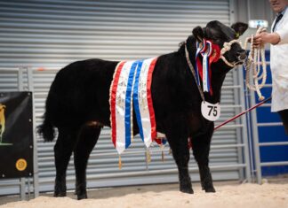 Rising Stars impress Scottish judges at Ballymena Limousin show