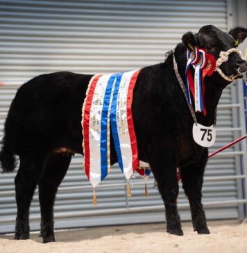 Rising Stars impress Scottish judges at Ballymena Limousin show