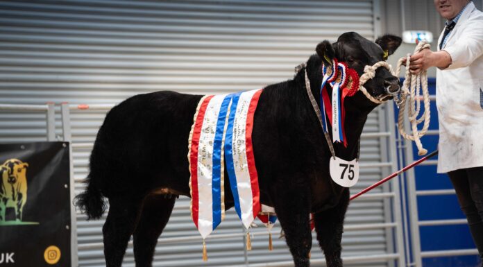 Rising Stars impress Scottish judges at Ballymena Limousin show