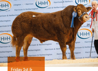 Carlisle Bull and Female Sale Catalogue May 2026 – including Westpit Major Reduction Sale