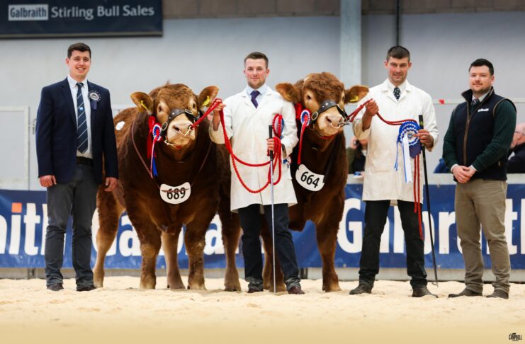 LIMOUSIN IN DEMAND – REMARKABLE 97% CLEARANCE AT STIRLING MAY