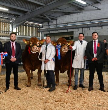 ASHLEDGE VANCY LEADS BRECON MAY SALE AT 14,000GNS