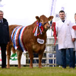 Limousins dominate interbreed line-up at 157th Balmoral Show