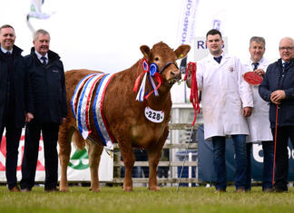 Limousins dominate interbreed line-up at 157th Balmoral Show