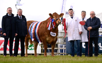 Limousins dominate interbreed line-up at 157th Balmoral Show