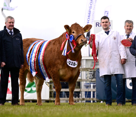 Limousins dominate interbreed line-up at 157th Balmoral Show