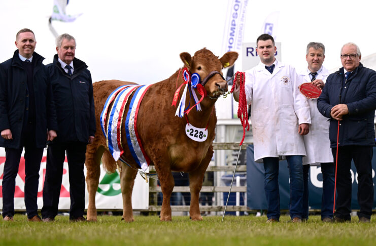 Limousins dominate interbreed line-up at 157th Balmoral Show