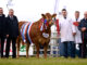 Limousins dominate interbreed line-up at 157th Balmoral Show