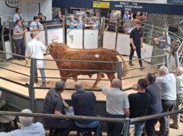 GOLDIES AERO TOPS JUNE CARLISLE BULL SALE AT 10,000GNS