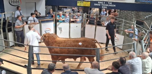 GOLDIES AERO TOPS JUNE CARLISLE BULL SALE AT 10,000GNS