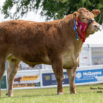 Foxhillfarm Secure Limousin Championship at Royal Highland Show.