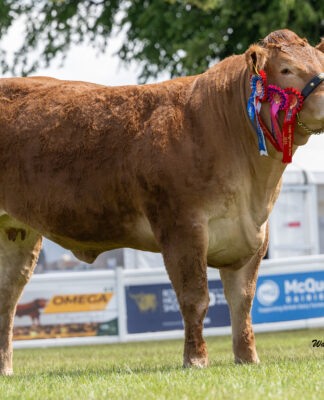 Foxhillfarm Secure Limousin Championship at Royal Highland Show.