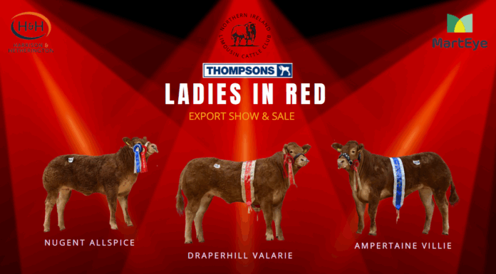 Ladies In Red N.I Club Export Sale
