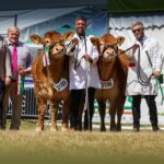 WOODMARSH VERONICA TRIUMPHS AT THE ROYAL WELSH SHOW