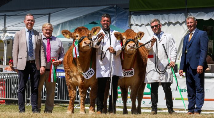 WOODMARSH VERONICA TRIUMPHS AT THE ROYAL WELSH SHOW