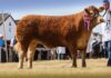 WHINFELLPARK VERDANI SHINES AT THE GREAT YORKSHIRE SHOW