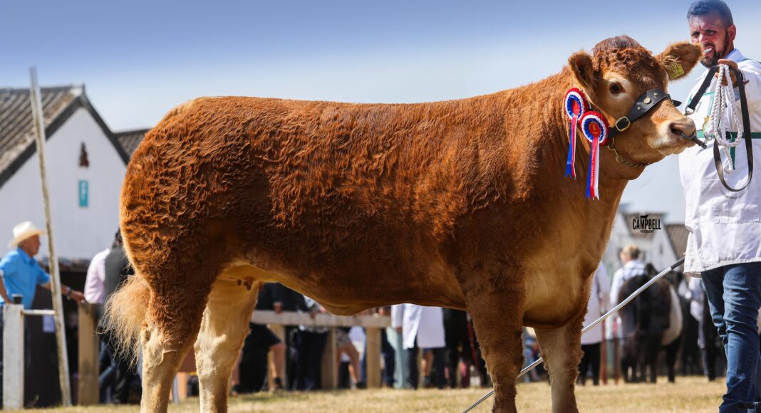 WHINFELLPARK VERDANI SHINES AT THE GREAT YORKSHIRE SHOW