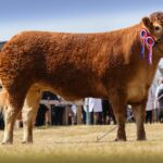 WHINFELLPARK VERDANI SHINES AT THE GREAT YORKSHIRE SHOW