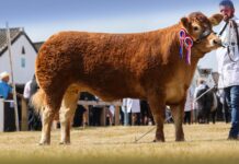 WHINFELLPARK VERDANI SHINES AT THE GREAT YORKSHIRE SHOW