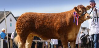 WHINFELLPARK VERDANI SHINES AT THE GREAT YORKSHIRE SHOW
