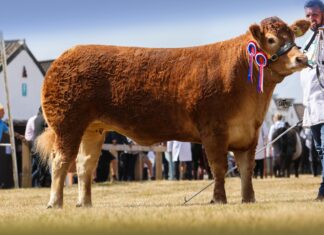 WHINFELLPARK VERDANI SHINES AT THE GREAT YORKSHIRE SHOW