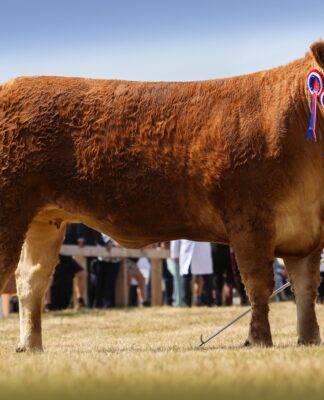 WHINFELLPARK VERDANI SHINES AT THE GREAT YORKSHIRE SHOW