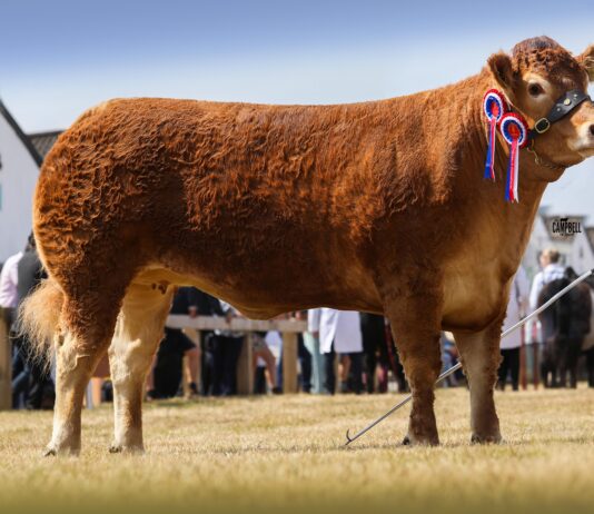 WHINFELLPARK VERDANI SHINES AT THE GREAT YORKSHIRE SHOW
