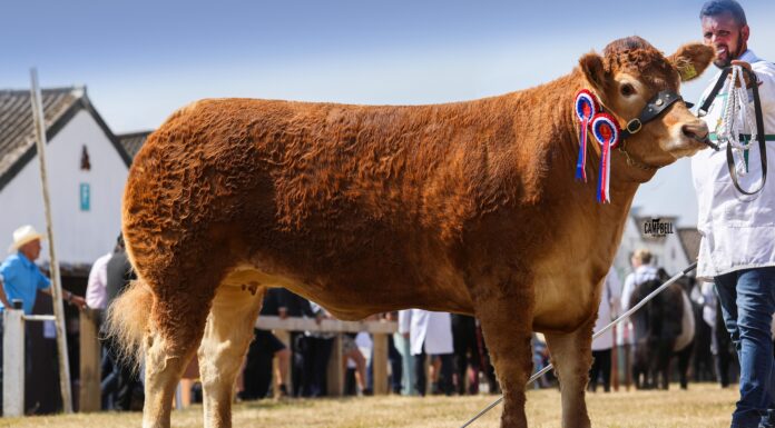 WHINFELLPARK VERDANI SHINES AT THE GREAT YORKSHIRE SHOW