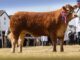 WHINFELLPARK VERDANI SHINES AT THE GREAT YORKSHIRE SHOW