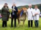 Glenrock Voodoo Magic casts Stirling under her spell