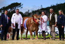 IT WAS ‘LADIES’ DAY’ AT THE 2026 NORTHERN IRELAND LIMOUSIN NATIONAL CHAMPIONSHIPS