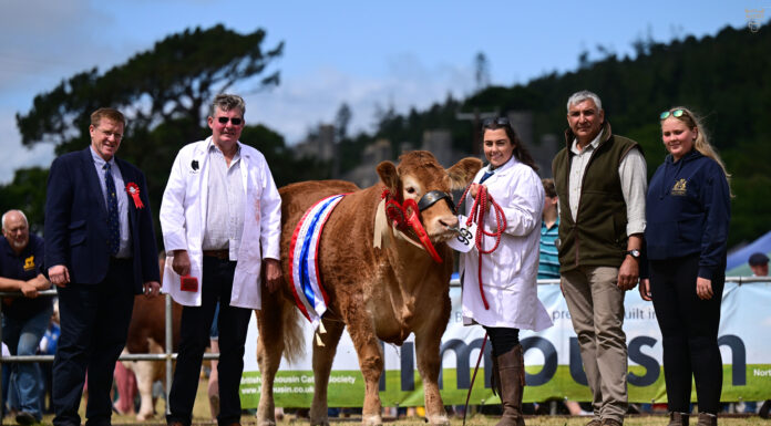 IT WAS ‘LADIES’ DAY’ AT THE 2026 NORTHERN IRELAND LIMOUSIN NATIONAL CHAMPIONSHIPS