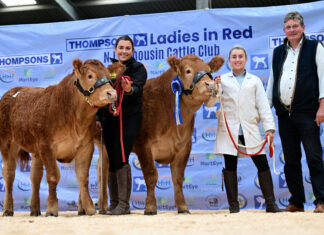 LADIES IN RED SALE SEES TOP PRICE OF 16,000GNS FOR GLENMARSHAL ARMANI