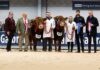 SOLID COMMERCIAL TRADE FOR LIMOUSIN AT STIRLING