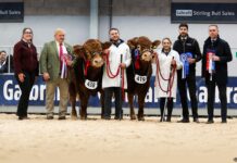 SOLID COMMERCIAL TRADE FOR LIMOUSIN AT STIRLING