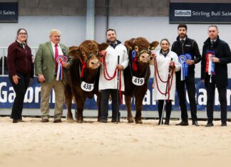 SOLID COMMERCIAL TRADE FOR LIMOUSIN AT STIRLING