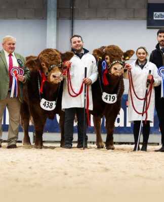 SOLID COMMERCIAL TRADE FOR LIMOUSIN AT STIRLING