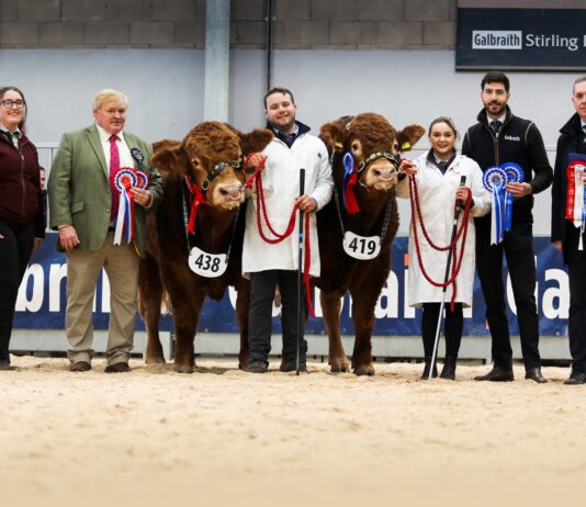 SOLID COMMERCIAL TRADE FOR LIMOUSIN AT STIRLING