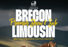 Brecon Bull and Female Sale Nov 2026