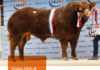 Carlisle Bull Sale Oct 2026