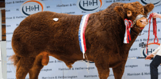 Carlisle Bull Sale Oct 2026