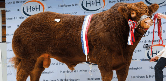 Carlisle Oct 2026 Sale Catalogues including Teague Dispersal Sale